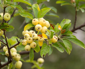 ripe apples on a tree branch in nature