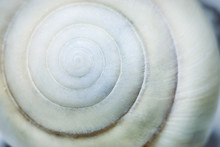 Spiral Seashell Background