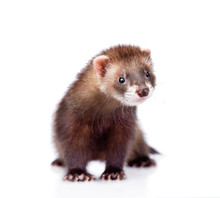 Ferret In Front. Isolated On White Background