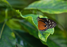 Tiger Longwing Butterfly (Heliconius Hecale) Or Golden Helicon, Perched On A Leaf