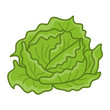 green cabbage isolated illustration