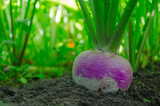 Fototapeta Panele - Turnip in the ground