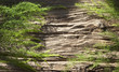 Asparagus auf altem Treibholz / Holz Brett