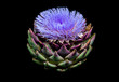 Blooming artichoke on black with clipping path