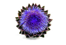 Blooming Artichoke On White With Clipping Path