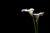 Two blooming calla lilies on a black background