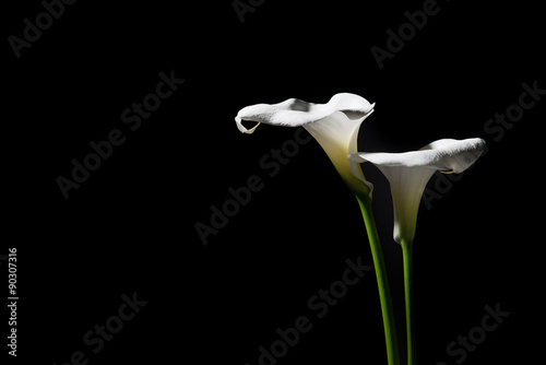 Fotografía Two blooming calla lilies on a black background