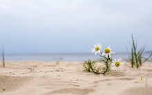 Daisy Flower Growing In The Sand On The Beach Near The Water Of The Sea
