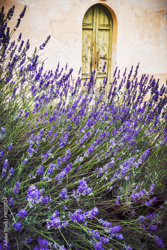 Naklejka na szybę Lavendy bushes at the old building