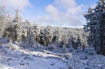 Poster - Winter in the forest