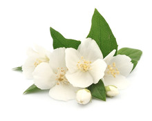 White Flowers Of Jasmine