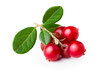 Wild cowberry (foxberry, lingonberry) with its leaves. Studio shot, large depth of field,retouched