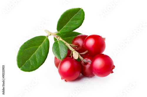 Stampe Wild cowberry (foxberry, lingonberry) with its leaves