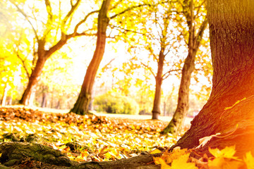 Wall Mural - Herbstwald