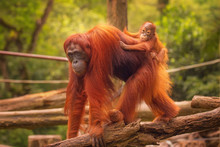 Young Orangutan Is Sleeping On Its Mother