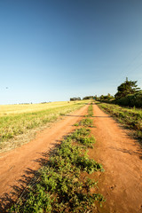 Wall Mural - dirt road