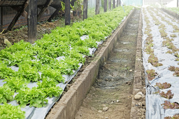 Wall Mural - organic and fresh vegetable garden