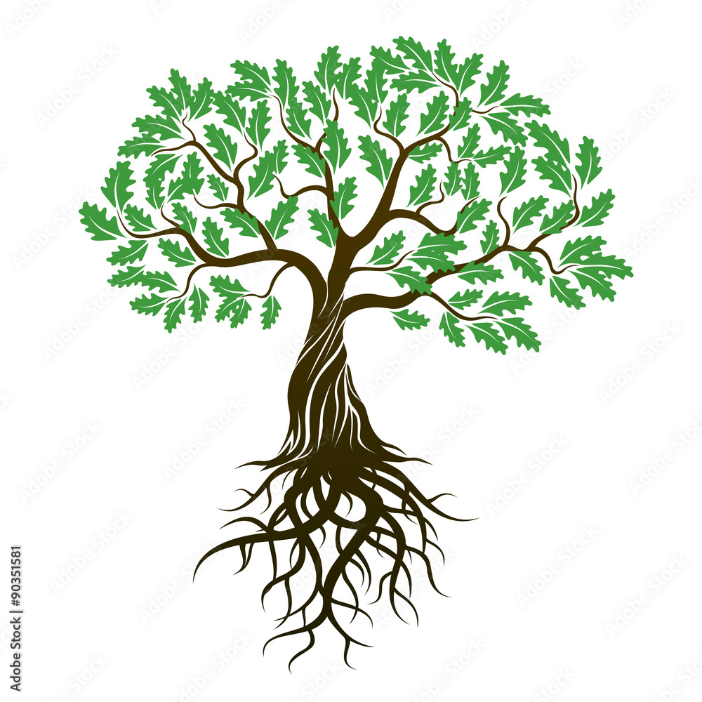 Vector Color Oak Tree with green Leafs and Roots. Stock Vector | Adobe Stock, image size:1000x1000