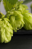 Fototapeta Tulipany - Fresh green hop cones