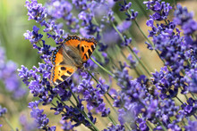 Small Tortoiseshell Butterfly Feasting On Lavender