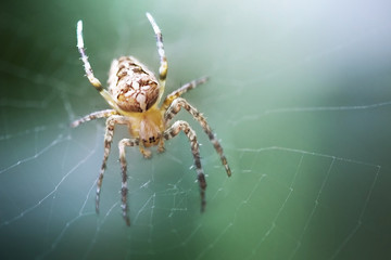 spider araneus