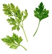 leaves of parsley