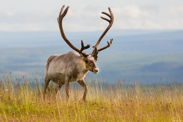 reindeer