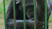 Adult Male Common Chimpanzee Eating Banana Behind The Bars Of The Zoo Cage, Animals In Captivity, Wildlife Species In Zoo, 1920x1080 Full Hd Footage.
