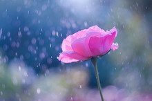 Pink Rose In The Summer Rain