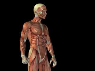 Poster - Conceptual human body anatomy on black