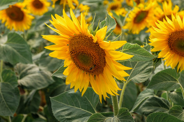 Field of blooming sunflowers against a blue sky