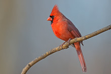 Male Northern Cardinal Sitting On A Branch.