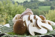 Piatto di funghi porcini freschi ,composto da funghi interi e funghi a fette.