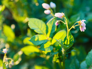 Wall Mural - potato flowers in summer sunset