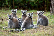 Ring Tailed Lemurs Troop