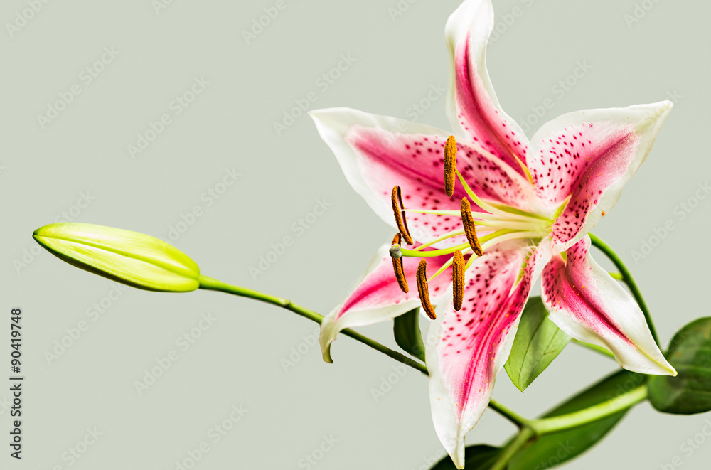 Closeup of single pink tiger lily flower in bloom, shallow depth of field  with focus on the front orange stamens Stock Photo | Adobe Stock