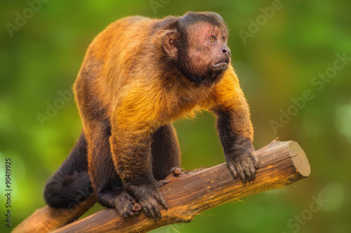 Fotografija Brown capuchin monkey sitting among the trees