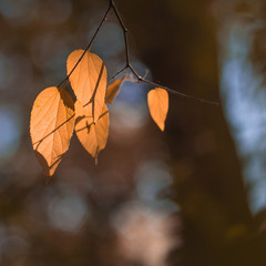 Wall Mural - blurred fall background