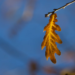 Wall Mural - blurred fall background