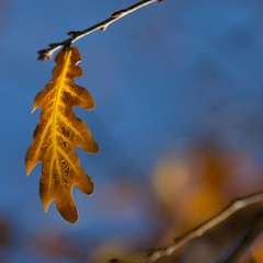 Wall Mural - blurred fall background