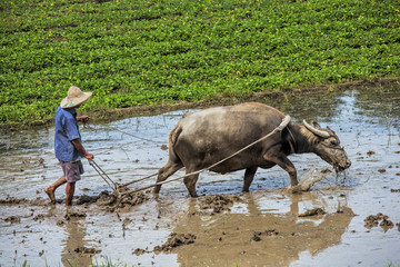 Traditional Chinese framer using an ox to plow a field for planting rice