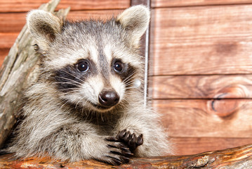 Wall Mural - portrait of a cute raccoon