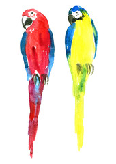 two watercolor parrots 