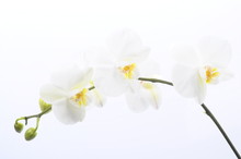 White Flower Orchid