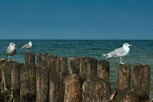 Three Gulls At Sea
