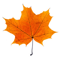 autumn leaf