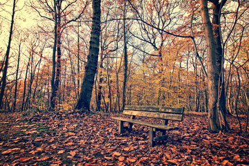 Wall Mural - Bench ina forest in autumn, vintage style