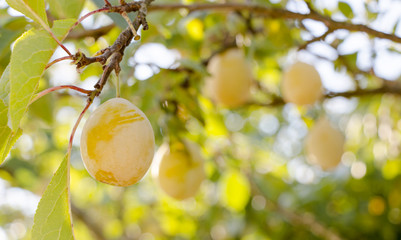 Sticker - Yellow plums on the tree