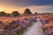 Path through blooming heather at sunrise in The Netherlands.