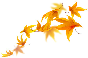 Wall Mural - autumn maple leaves falling and spinning isolated on white